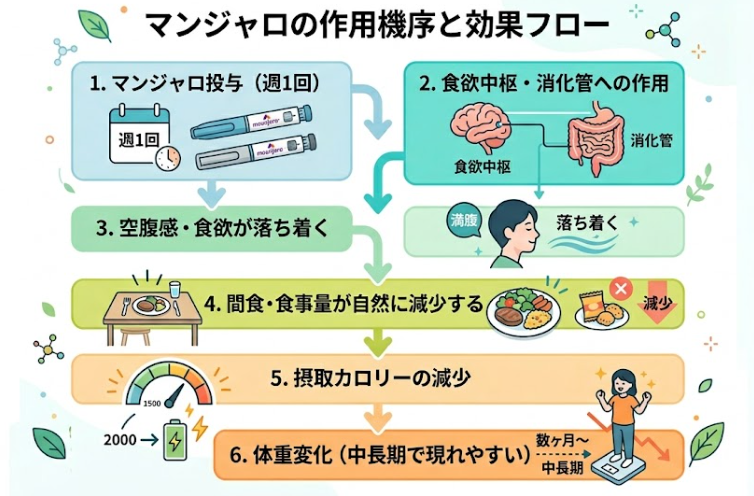 マンジャロ,口コミ_マンジャロの作用機序