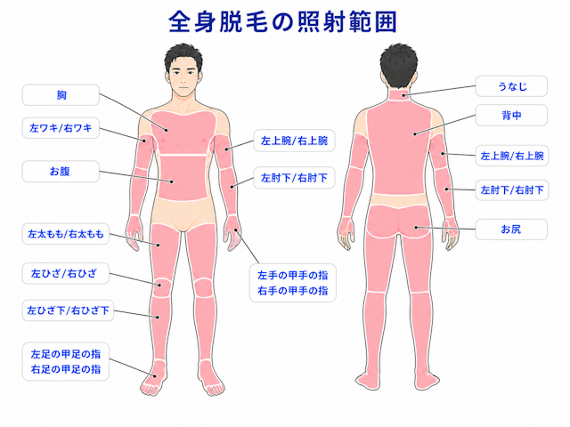全身脱毛　照射範囲